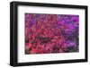 USA, Georgia, Savannah, Azaleas at Bonaventure Cemetery-Joanne Wells-Framed Photographic Print