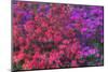 USA, Georgia, Savannah, Azaleas at Bonaventure Cemetery-Joanne Wells-Mounted Photographic Print