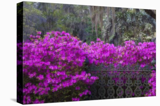 USA, Georgia, Savannah, Azaleas Blooming in Bonaventure Cemetery-Joanne Wells-Stretched Canvas