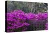 USA, Georgia, Savannah, Azaleas Blooming in Bonaventure Cemetery-Joanne Wells-Stretched Canvas