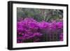 USA, Georgia, Savannah, Azaleas Blooming in Bonaventure Cemetery-Joanne Wells-Framed Photographic Print