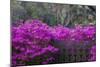 USA, Georgia, Savannah, Azaleas Blooming in Bonaventure Cemetery-Joanne Wells-Mounted Photographic Print