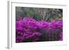 USA, Georgia, Savannah, Azaleas Blooming in Bonaventure Cemetery-Joanne Wells-Framed Photographic Print