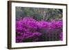 USA, Georgia, Savannah, Azaleas Blooming in Bonaventure Cemetery-Joanne Wells-Framed Photographic Print