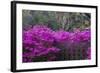 USA, Georgia, Savannah, Azaleas Blooming in Bonaventure Cemetery-Joanne Wells-Framed Photographic Print