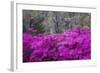 USA, Georgia, Savannah, Azaleas Blooming in Bonaventure Cemetery-Joanne Wells-Framed Photographic Print