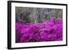 USA, Georgia, Savannah, Azaleas Blooming in Bonaventure Cemetery-Joanne Wells-Framed Photographic Print