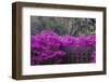 USA, Georgia, Savannah, Azaleas Blooming in Bonaventure Cemetery-Joanne Wells-Framed Photographic Print