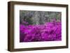 USA, Georgia, Savannah, Azaleas Blooming in Bonaventure Cemetery-Joanne Wells-Framed Photographic Print