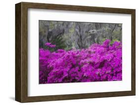 USA, Georgia, Savannah, Azaleas Blooming in Bonaventure Cemetery-Joanne Wells-Framed Photographic Print