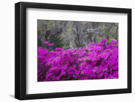 USA, Georgia, Savannah, Azaleas Blooming in Bonaventure Cemetery-Joanne Wells-Framed Photographic Print