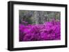 USA, Georgia, Savannah, Azaleas Blooming in Bonaventure Cemetery-Joanne Wells-Framed Photographic Print