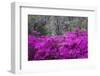 USA, Georgia, Savannah, Azaleas Blooming in Bonaventure Cemetery-Joanne Wells-Framed Photographic Print