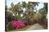 USA, Georgia, Savannah. Azaleas in bloom along drive at Bonaventure Cemetery.-Joanne Wells-Stretched Canvas