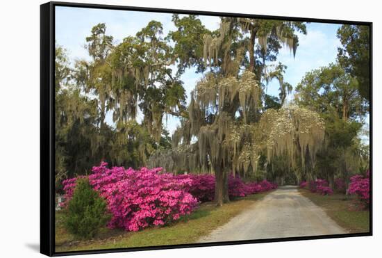 USA, Georgia, Savannah. Azaleas in bloom along drive at Bonaventure Cemetery.-Joanne Wells-Framed Stretched Canvas