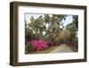 USA, Georgia, Savannah. Azaleas in bloom along drive at Bonaventure Cemetery.-Joanne Wells-Framed Photographic Print