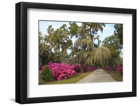 USA, Georgia, Savannah. Azaleas in bloom along drive at Bonaventure Cemetery.-Joanne Wells-Framed Photographic Print