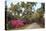 USA, Georgia, Savannah. Azaleas in bloom along drive at Bonaventure Cemetery.-Joanne Wells-Stretched Canvas