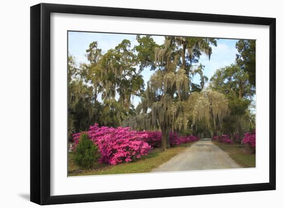 USA, Georgia, Savannah. Azaleas in bloom along drive at Bonaventure Cemetery.-Joanne Wells-Framed Photographic Print