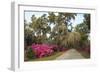 USA, Georgia, Savannah. Azaleas in bloom along drive at Bonaventure Cemetery.-Joanne Wells-Framed Photographic Print