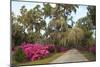 USA, Georgia, Savannah. Azaleas in bloom along drive at Bonaventure Cemetery.-Joanne Wells-Mounted Photographic Print