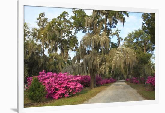 USA, Georgia, Savannah. Azaleas in bloom along drive at Bonaventure Cemetery.-Joanne Wells-Framed Photographic Print