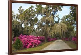 USA, Georgia, Savannah. Azaleas in bloom along drive at Bonaventure Cemetery.-Joanne Wells-Framed Photographic Print