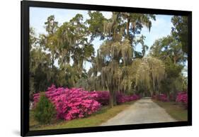 USA, Georgia, Savannah. Azaleas in bloom along drive at Bonaventure Cemetery.-Joanne Wells-Framed Photographic Print