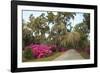 USA, Georgia, Savannah. Azaleas in bloom along drive at Bonaventure Cemetery.-Joanne Wells-Framed Photographic Print