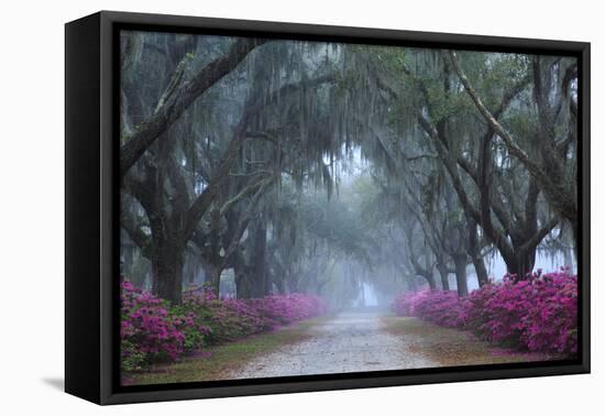 USA, Georgia, Savannah. Azaleas in bloom along foggy drive at Bonaventure Cemetery.-Joanne Wells-Framed Stretched Canvas