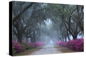 USA, Georgia, Savannah. Azaleas in bloom along foggy drive at Bonaventure Cemetery.-Joanne Wells-Stretched Canvas