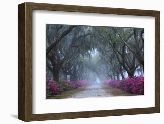 USA, Georgia, Savannah. Azaleas in bloom along foggy drive at Bonaventure Cemetery.-Joanne Wells-Framed Photographic Print