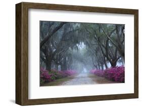 USA, Georgia, Savannah. Azaleas in bloom along foggy drive at Bonaventure Cemetery.-Joanne Wells-Framed Photographic Print