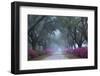 USA, Georgia, Savannah. Azaleas in bloom along foggy drive at Bonaventure Cemetery.-Joanne Wells-Framed Photographic Print