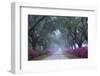 USA, Georgia, Savannah. Azaleas in bloom along foggy drive at Bonaventure Cemetery.-Joanne Wells-Framed Photographic Print