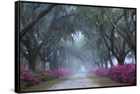 USA, Georgia, Savannah. Azaleas in bloom along foggy drive at Bonaventure Cemetery.-Joanne Wells-Framed Stretched Canvas