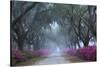 USA, Georgia, Savannah. Azaleas in bloom along foggy drive at Bonaventure Cemetery.-Joanne Wells-Stretched Canvas
