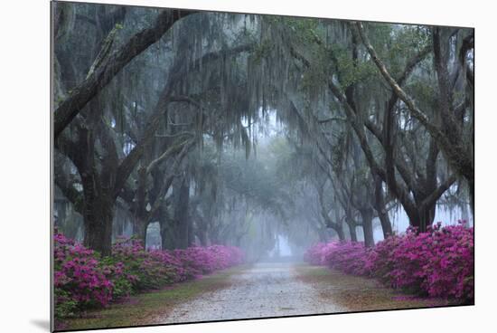 USA, Georgia, Savannah. Azaleas in bloom along foggy drive at Bonaventure Cemetery.-Joanne Wells-Mounted Photographic Print