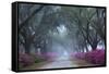 USA, Georgia, Savannah. Azaleas in bloom along foggy drive at Bonaventure Cemetery.-Joanne Wells-Framed Stretched Canvas