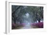 USA, Georgia, Savannah. Azaleas in bloom along foggy drive at Bonaventure Cemetery.-Joanne Wells-Framed Photographic Print