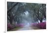 USA, Georgia, Savannah. Azaleas in bloom along foggy drive at Bonaventure Cemetery.-Joanne Wells-Framed Photographic Print