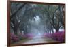 USA, Georgia, Savannah. Azaleas in bloom along foggy drive at Bonaventure Cemetery.-Joanne Wells-Framed Photographic Print