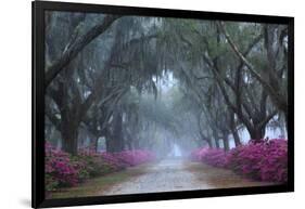 USA, Georgia, Savannah. Azaleas in bloom along foggy drive at Bonaventure Cemetery.-Joanne Wells-Framed Photographic Print