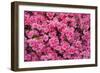 USA, Georgia, Savannah. Azaleas in bloom-Joanne Wells-Framed Photographic Print