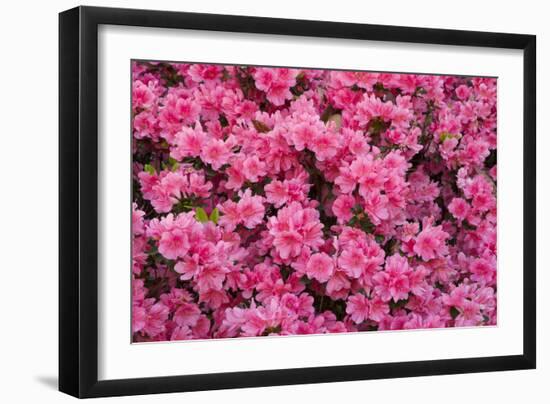 USA, Georgia, Savannah. Azaleas in bloom-Joanne Wells-Framed Photographic Print