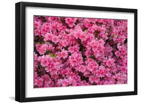 USA, Georgia, Savannah. Azaleas in bloom-Joanne Wells-Framed Photographic Print