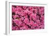 USA, Georgia, Savannah. Azaleas in bloom-Joanne Wells-Framed Photographic Print