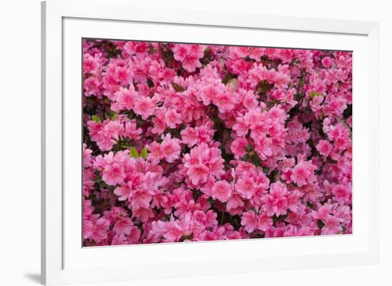 USA, Georgia, Savannah. Azaleas in bloom-Joanne Wells-Framed Photographic Print