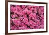 USA, Georgia, Savannah. Azaleas in bloom-Joanne Wells-Framed Photographic Print