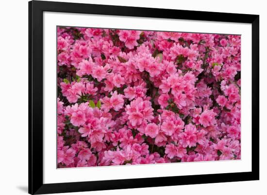 USA, Georgia, Savannah. Azaleas in bloom-Joanne Wells-Framed Photographic Print